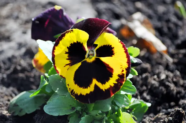 Stiefmütterchen sind auch immer wieder schön anzuschauen | Foto: Daniela Somers