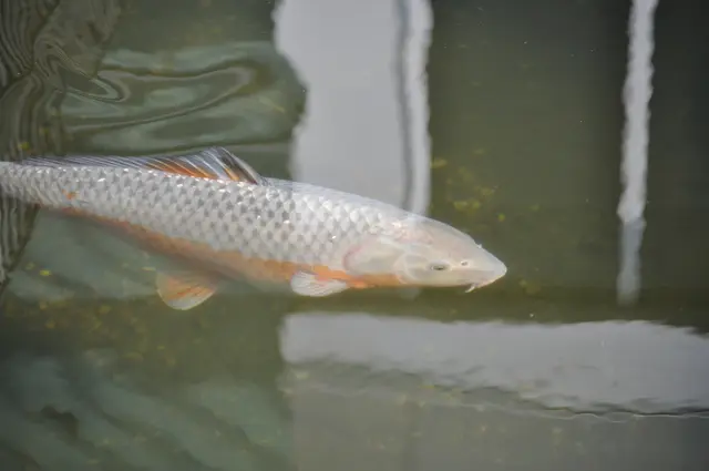 Hier kann man viele Fische beobachten. | Foto: Daniela Somers