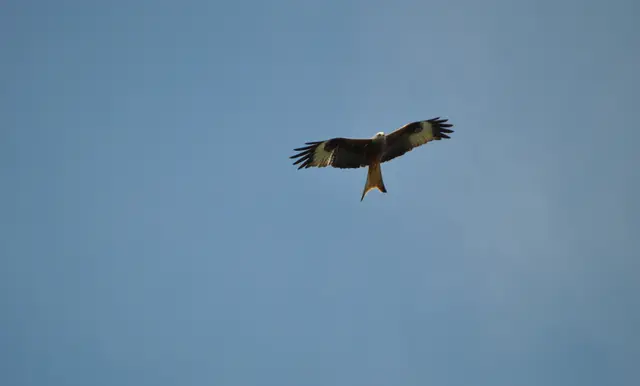 Rotmilan oder auch Weihe genannt. Solange wir über die Felder laufen, kreisen die schönen Vögel in der Nähe oder über uns. | Foto: Daniela Somers