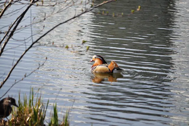 Erstmal ne Runde schwimmen bis die Paparazzi weg sind. | Foto: Daniela Somers
