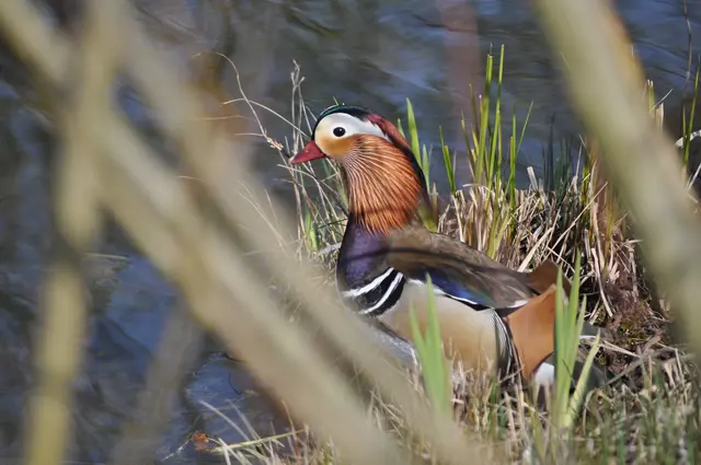So viele Farben. Sieht einfach klasse aus. | Foto: Daniela Somers