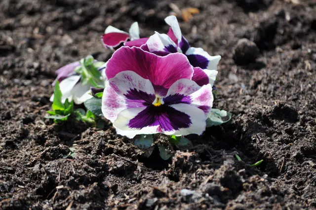 Die verschiedenen Farbspiele finde ich sehr schön. | Foto: Daniela Somers