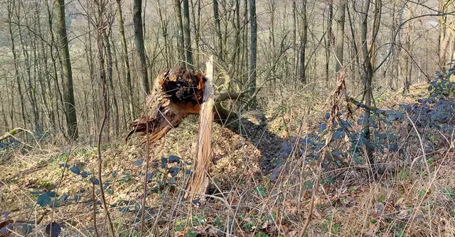 Kunst im Wald | Foto: Elfriede Baier 
