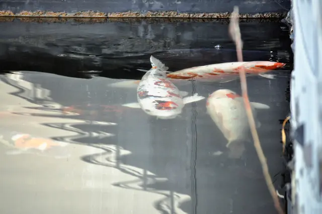 Kois in allen Farben | Foto: Daniela Somers