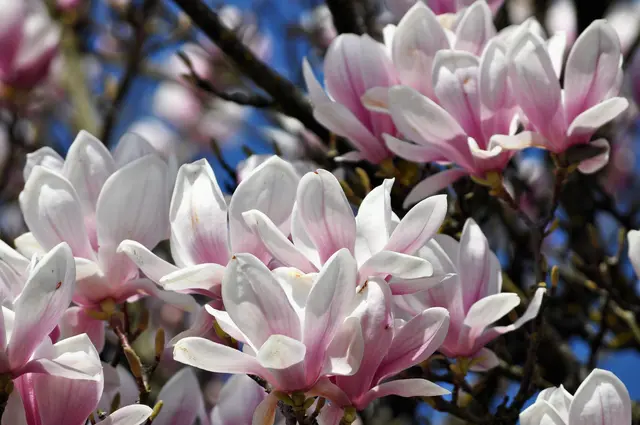 Magnolien in voller Blüte | Foto: Daniela Somers