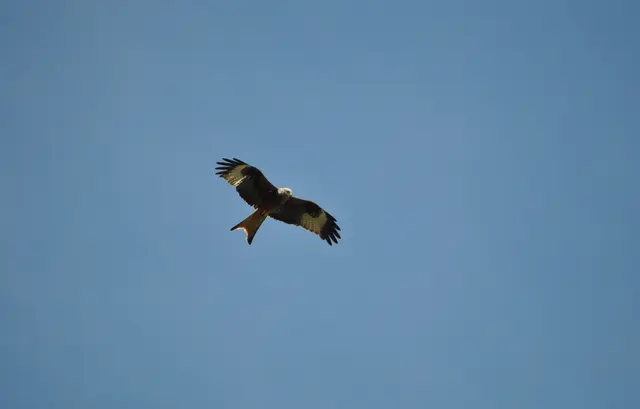 Einfach schön zu sehen, dass es noch viele davon hier gibt. | Foto: Daniela Somers