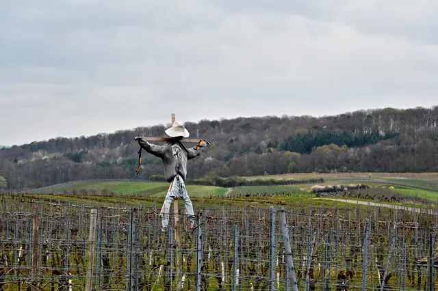 Wer hängt denn da im Wengert? | Foto: Michael Harmsen