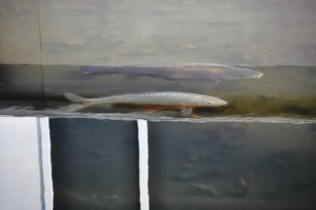 Durch die Spiegelungen ergeben sich kuriose Bilder von den Kois im Teich. | Foto: Daniela Somers