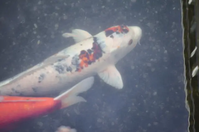 Kois im Magna-Teich. | Foto: Daniela Somers