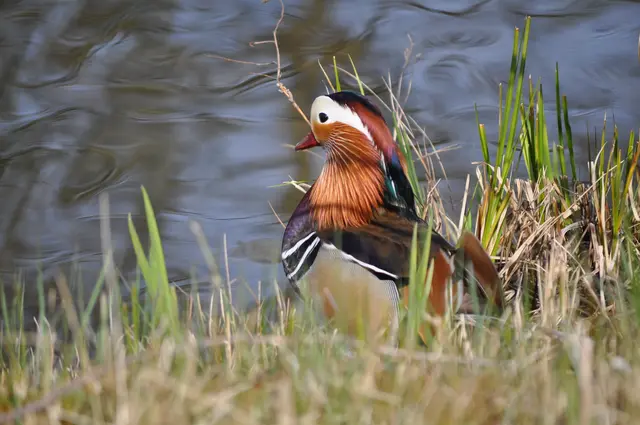 Dann wurde ihm die Fotosession zu viel | Foto: Daniela Somers