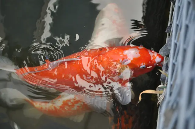 Einige Kois waren ganz schön neugierig | Foto: Daniela Somers