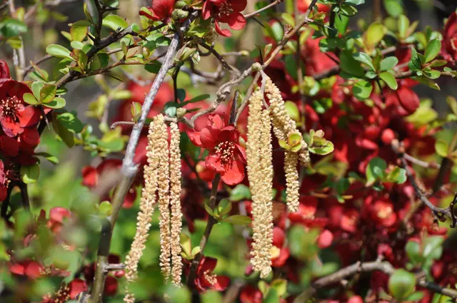Zierquitten blühen und dazwischen die Hasel. | Foto: Daniela Somers