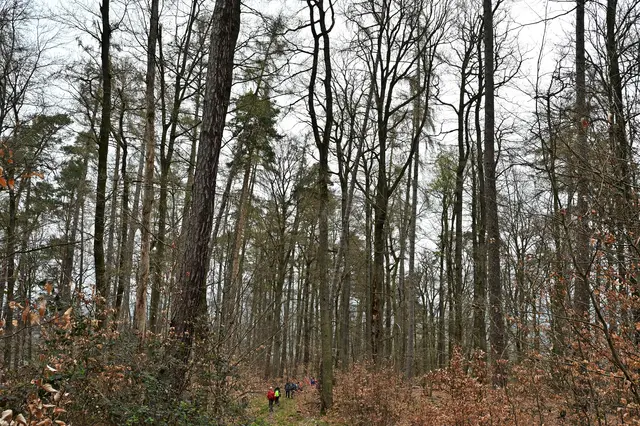 Ganz klein sind die Wanderer unter den hohen Bäumen. | Foto: Michael Harmsen