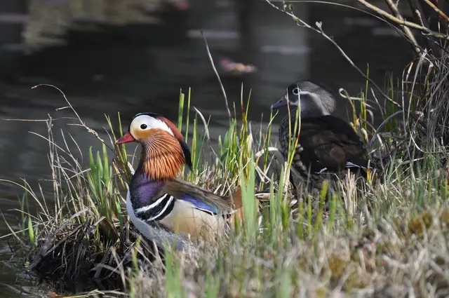 Ein hübsches Pärchen Mandarinenten. | Foto: Daniela Somers