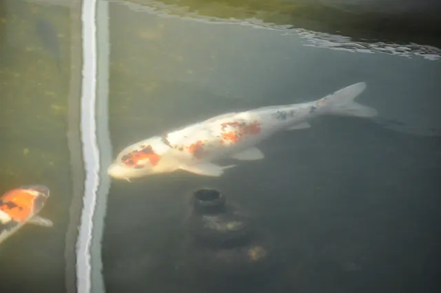 Nein, diese Zwei trennt keine Mauer. Das ist die Spiegelung des Gebäudes | Foto: Daniela Somers