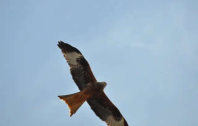 Da war ich ein bisschen zu langsam.  | Foto: Daniela Somers