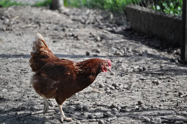 Beim fotografieren muss man schnell sein, damit das Huhn nicht direkt vor dem Zaun steht. | Foto: Daniela Somers