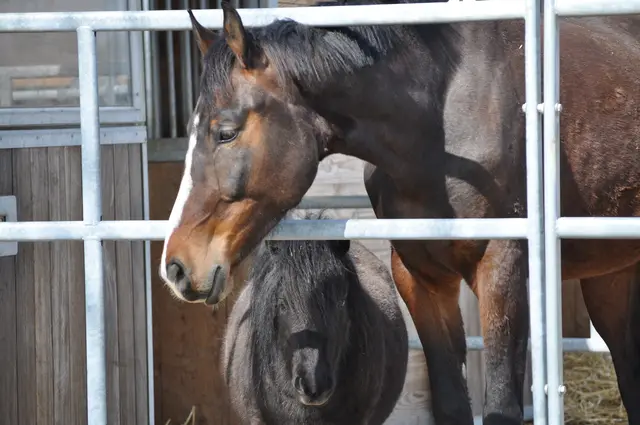 Klein und groß zusammen. | Foto: Daniela Somers