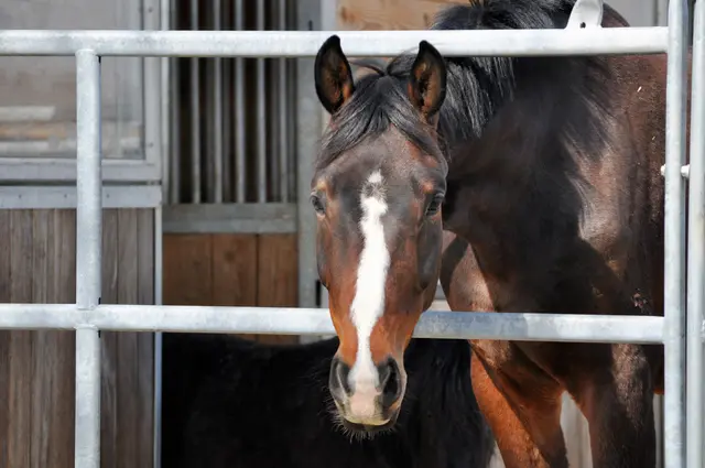 Da wird genauer geschaut wer da vorbei läuft. | Foto: Daniela Somers