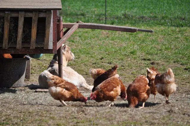 Einen Wächter haben sie auch dabei. | Foto: Daniela Somers