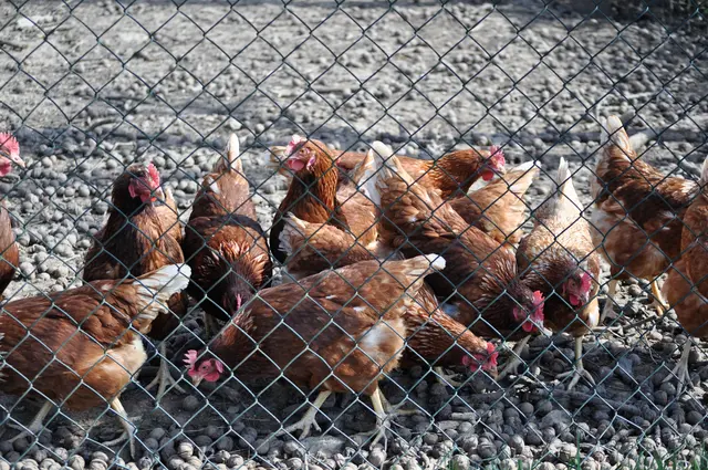 Kaum nähert man sich dem Gehege flitzen alle Hühner an den Zaun. | Foto: Daniela Somers