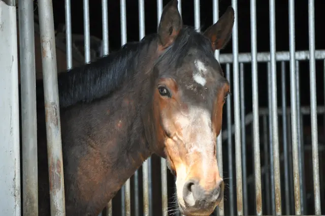 Wir werden neugierig beäugt. | Foto: Daniela Somers
