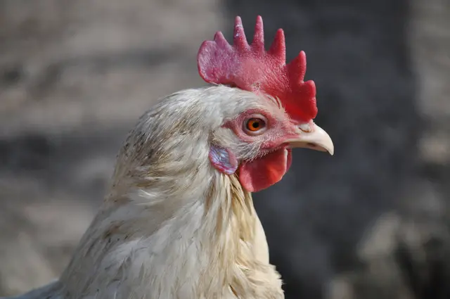 Ich bin schön, gell? | Foto: Daniela Somers