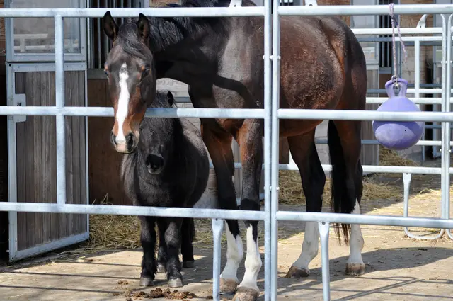 Auch die Pferde sind neugierig | Foto: Daniela Somers