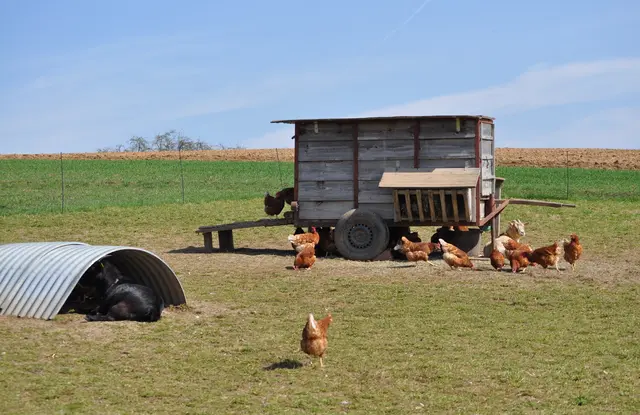 Auf dem Rückweg haben wir das mobile Hühnergehege gesehen. Viel Platz für die Tiere, das ist richtig schön. | Foto: Daniela Somers