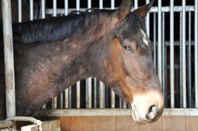 Aber für harmlos befunden. | Foto: Daniela Somers