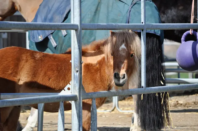 Schön zu sehen wie Klein und Groß hier vereint zusammen sind. | Foto: Daniela Somers