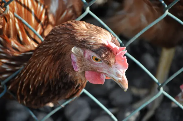 Ich sehe dich und warte schon auf dich. Könnte ja sein du gibts mir was zu fressen. | Foto: Daniela Somers