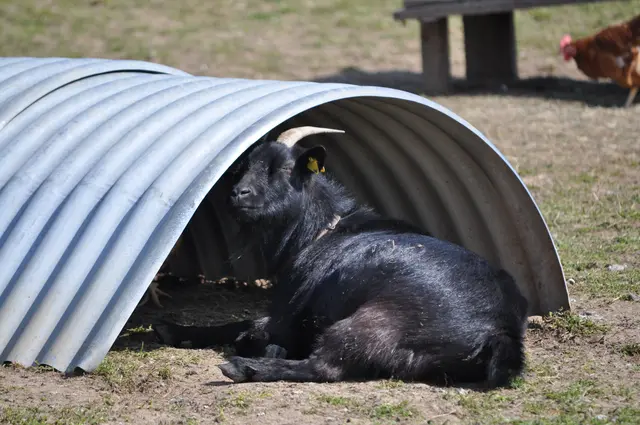 Der zweite Wächter hat es sich auch gemütlich gemacht. | Foto: Daniela Somers