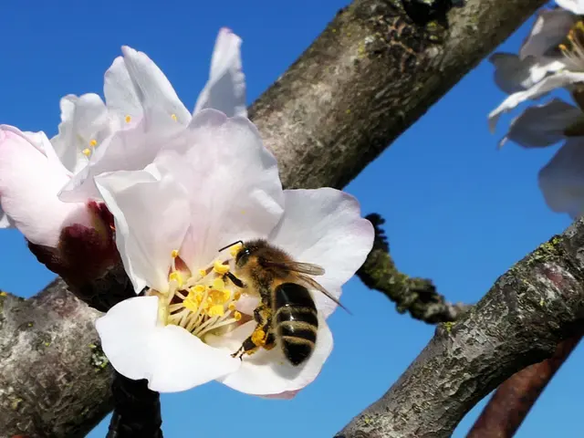 Biene auf Mandelblüte | Foto: KHW