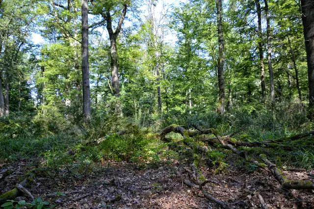 Urwald auf dem Reisberg. | Foto: Michael Harmsen