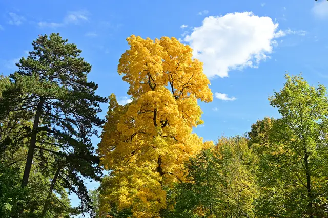 Herbstfarben. | Foto: Michael Harmsen