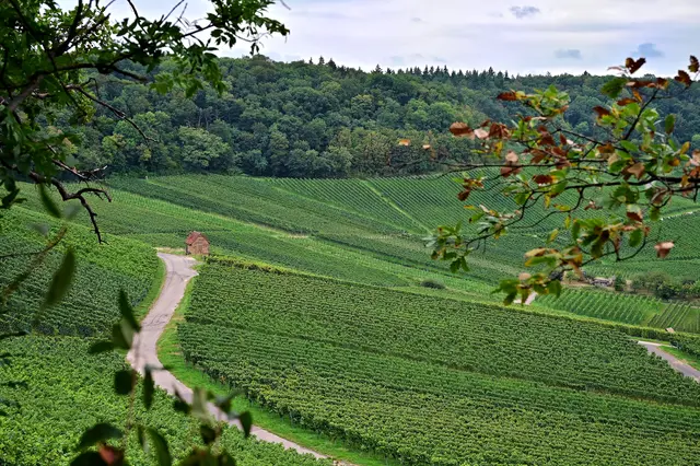 Der Blick vom Randweg auf die Weinberge und den Stadtwald. | Foto: Michael Harmsen