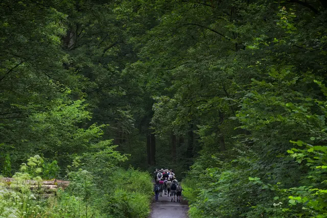 Unter dem grünen Dach des Waldes. | Foto: Michael Harmsen