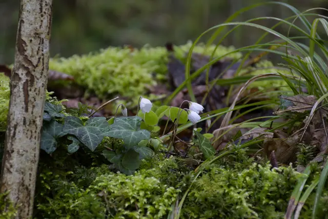Die Natuer als Gärtner. | Foto: Michael Harmsen