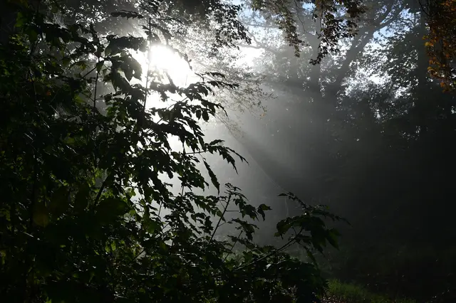 Damit das Licht so hell leuchten kann, muss die Dunkelheit vorhanden sein.
Sir Francis Bacon | Foto: Michael Harmsen