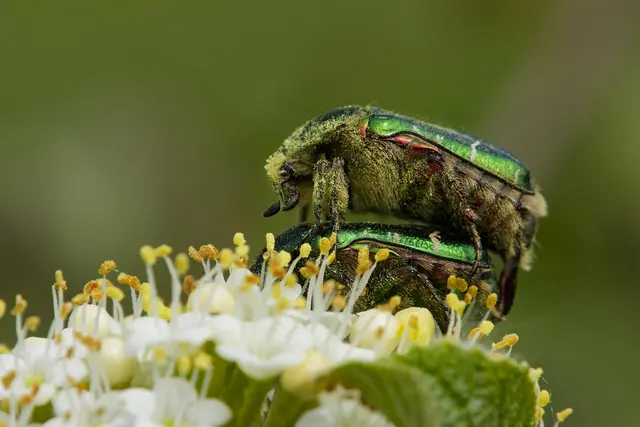 Auch diesen Beiden gefällt es im Stadtwald. Rosenkäfer findet man dort häufig. | Foto: Michael Harmsen