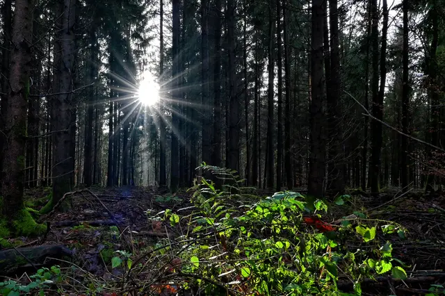 Am frühen Morgen, wenn die Sonne noch tief steht, ist das Licht im Wald besonders schön. | Foto: Michael Harmsen
