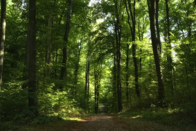 In einem Wald mit hunderttausend Bäumen ist kein Blatt wie das andere. Und keine zwei Wege, die auf demselben Pfad verlaufen, sind gleich.
Paulo Coelho
 | Foto: Michael Harmsen