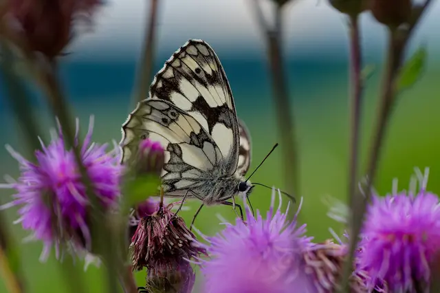 Auch den Schachbrettfalter kann man auf der Waldheide beobachten. | Foto: Michael Harmsen