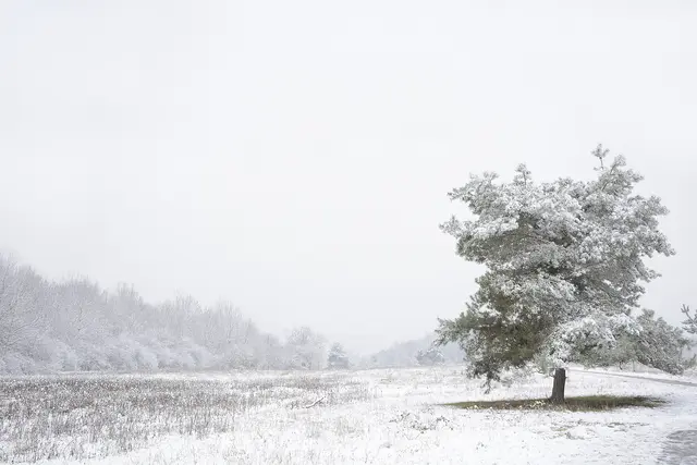 Winter auf der Waldheide. | Foto: Michael Harmsen