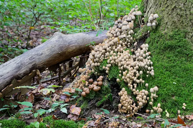 Pilz-Kolonie. | Foto: Michael Harmsen