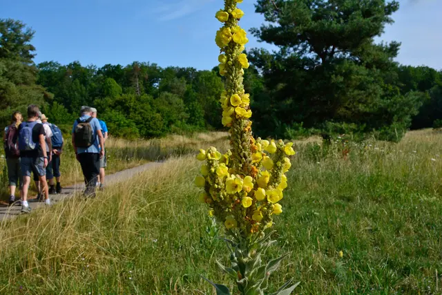 Eine prächtige Königskerze auf der Waldheide. | Foto: Michael Harmsen