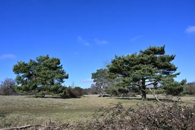 Stahlblauer Himmel über der Waldheide. | Foto: Michael Harmsen
