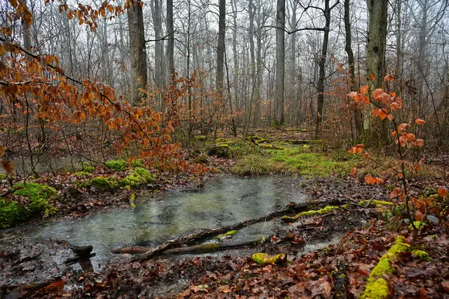 Nach langen Regenperioden findet man im Stadtwald viele solcher Wasserlöcher. Zum Teil künstlich angelegt für Amphibien. | Foto: Michael Harmsen