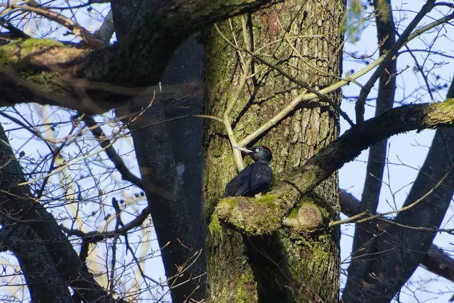 Den Schwarzspecht bekommt man nur selten zu sehen.  | Foto: Michael Harmsen